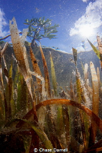 Grass Fire"
The light engulfs the Turtle Grass in the sh... by Chase Darnell 